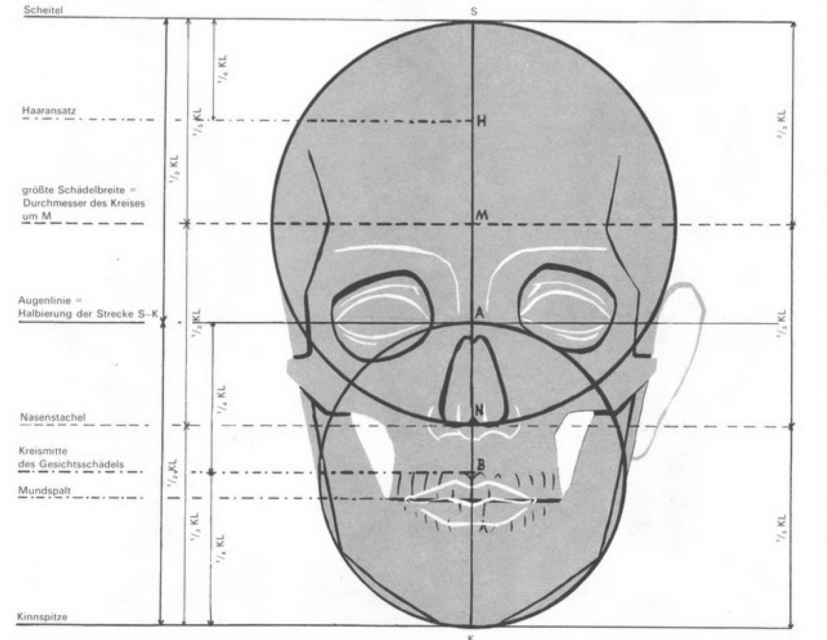 Cómo dibujar un cráneo (Pose Frontal) 2