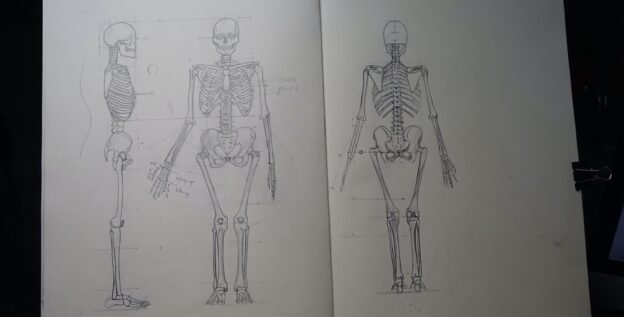 Introducción a la Anatomía para artistas (GRATIS) 1